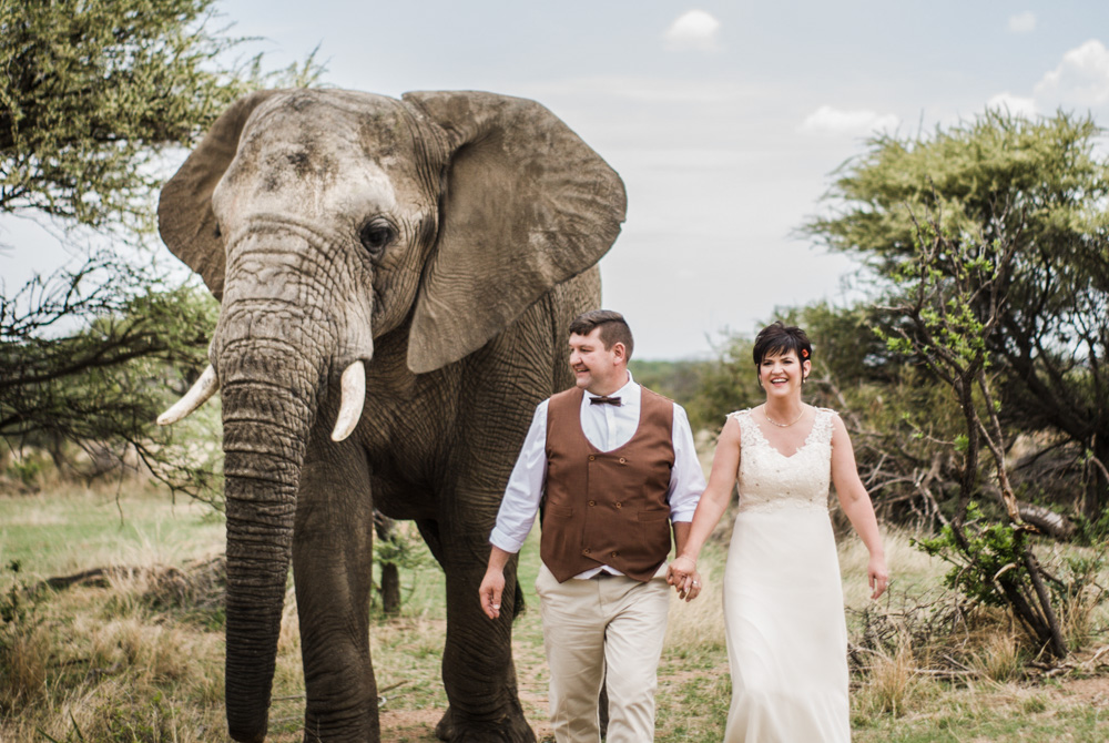 couple walking with elephant in bush on wedding day